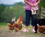 Margo feeding the hens